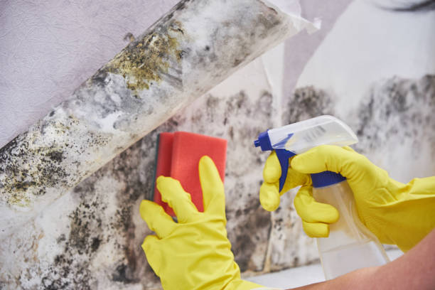 Mold Odor Removal Services in Wyanet, IL